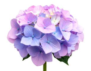 Pastel Multicolor Hydrangea with Gradient Petals