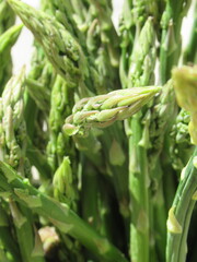 Zbliżenie na młode pędy szparagi © Kumulugma