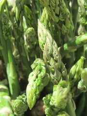 Zbliżenie na młode pędy szparagi © Kumulugma
