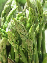 Zbliżenie na młode pędy szparagi © Kumulugma