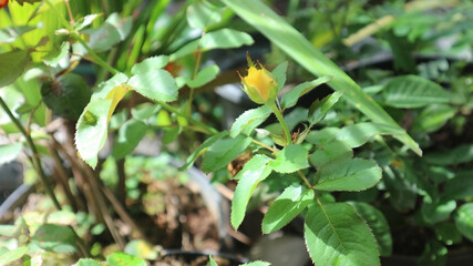 rose leaf in the wild with blurry yellow rosebud
