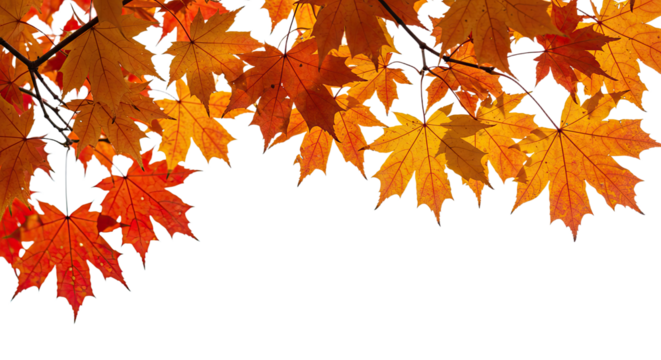 Vibrant autumn maple leaves in warm seasonal colors 1.