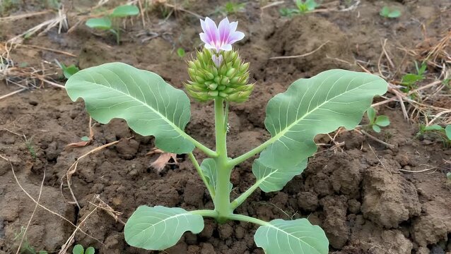 Botanical Study of Wild Leafy Green Plant Species Known as Corn Salad or Lamb's Lettuce