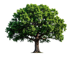  Majestic Green Oak Tree with Spreading Canopy