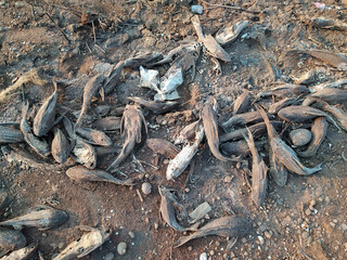 Several dead Hypostomus plecostomus fish lying on the ground.