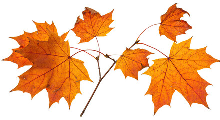 Vibrant Autumn Maple Leaves on a Branch 1.