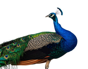  Elegant Side Profile of a Peacock Standing Gracefully