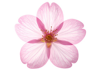 Delicate Pink Sakura Blossom with Subtle Petal Veins