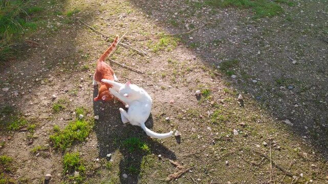 Close-up on two young street cats having a playful fight.