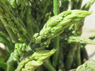 Zbliżenie na młode pędy szparagi © Kumulugma