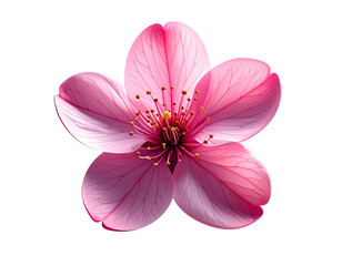 Minimalist Artistic Sakura Bloom with Elegant Symmetry