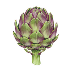 Fototapeta premium Watercolor artichoke with purple tipped leaves and detailed stem texture isolated on white background