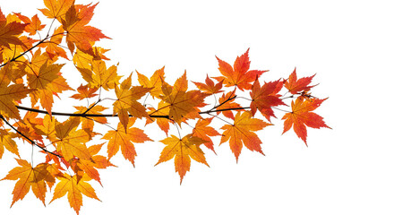 Vibrant autumn maple leaves on a branch in bright fall colors.