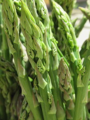 Zbliżenie na młode pędy szparagi © Kumulugma