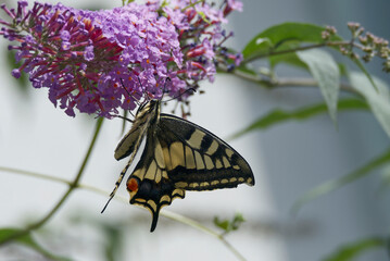 Old World Swallowtail or common yellow swallowtail (Papilio machaon) sitting on summer lilac in Zurich, Switzerland