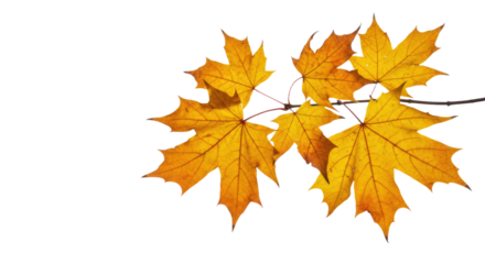 Vibrant autumn maple leaves on a branch in fall season 3.