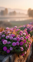 Vibrant pink and purple daisies bloom profusely in wooden planters, bathed in the soft glow of sunrise mist over a tranquil landscape
