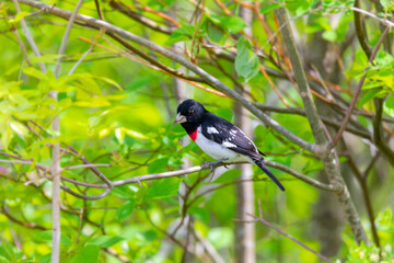 Adult male Rose-breasted Grosbeak (Pheucticus ludovicianus)