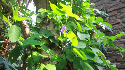 telang flower plant Telang ternate Clitoria ternatea bush on the tree beautyfull green leaf