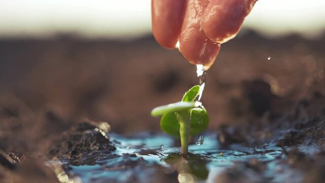 Hand is holding a small plant. Seedlings growing in the soil with watering hands. A lily of the valley nurtures the sprouts of nature. A small plant is lifestyle being held by a hand.