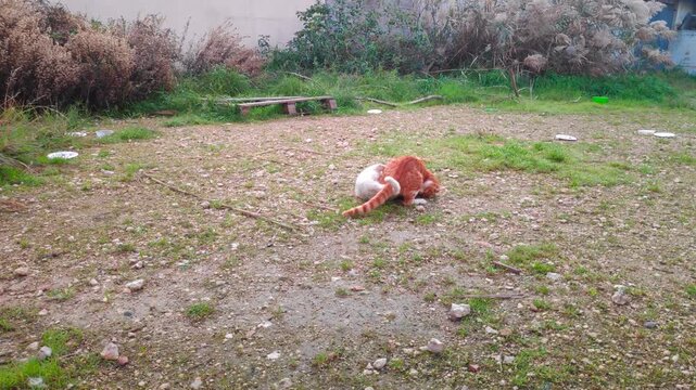 Two young stray cats having a playful fight.