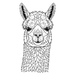 Naklejka premium Vector art of detailed black and white line art illustration of llama face