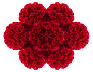 Overhead View of Red Cockscomb Cluster, Isolated on Transparent Background
