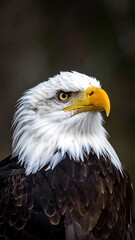 Close-up of an eagle's head and neck