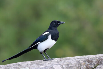 Magpie