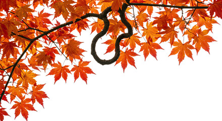 Vibrant autumn maple leaves on a gracefully curved branch.