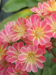 Zbliżenie na kwiaty rośliny z gatunku lewisia © Kumulugma