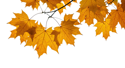 Vibrant autumn maple leaves on branches against white background 1.