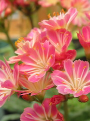 Zbliżenie na kwiaty rośliny z gatunku lewisia © Kumulugma