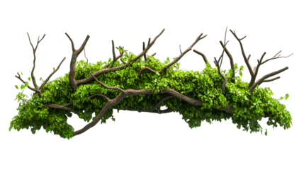 Vibrant green ivy entwined with rustic branches creates a lush natural border for dynamic design projects and organic themes