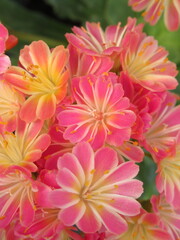 Zbliżenie na kwiaty rośliny z gatunku lewisia © Kumulugma