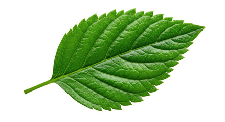 Fototapeta premium Vibrant Green Leaf with Serrated Edges on White Background.