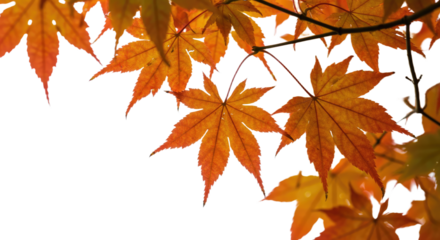 Vibrant orange and red autumn maple leaves detailed close up.
