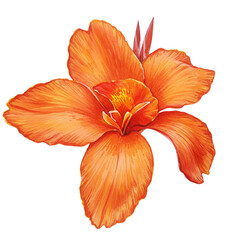 Vibrant watercolor canna lily blossom with detailed petal texture and warm tones isolated on white background