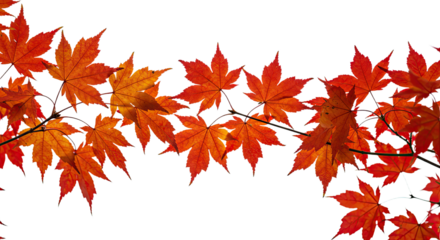 Vibrant orange and red maple leaves on a branch during autumn season.