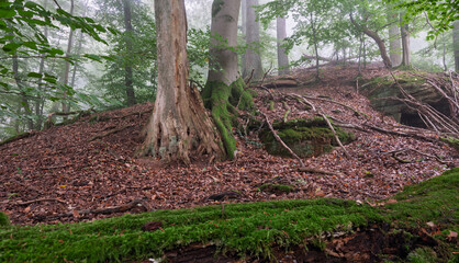 Nebelwald am Morgen mit Buchen und alten Eichen am Hang, Moos am Boden