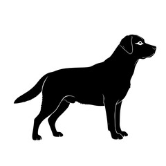 Fototapeta premium Vector art of black labrador retriever silhouette standing sideways