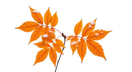 Vibrant orange autumn leaves on a delicate branch isolated on white background.