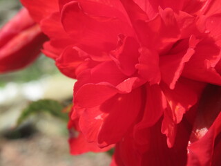 Zbliżenie na kwiat czerwonej begonii