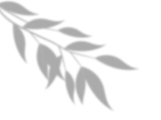 Leaf Shadow Overlay Effect on Transparent Background