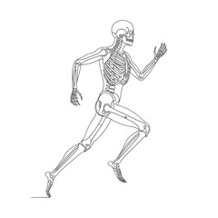 Obraz premium Human skeletal system running in motion, anatomical illustration.