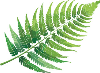 Detailed Isolated Fern Leaf on White Background
