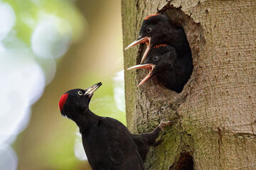 black woodpecker