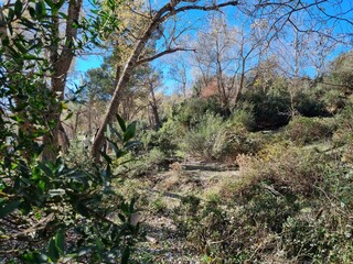 Quiet nature between trees in the middle of the forest and the blue sky