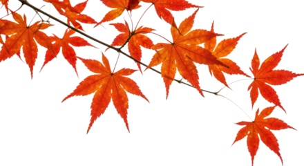 Vibrant orange maple leaves branch against white background.