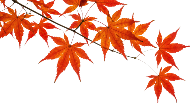 Vibrant orange maple leaves branch against white background.